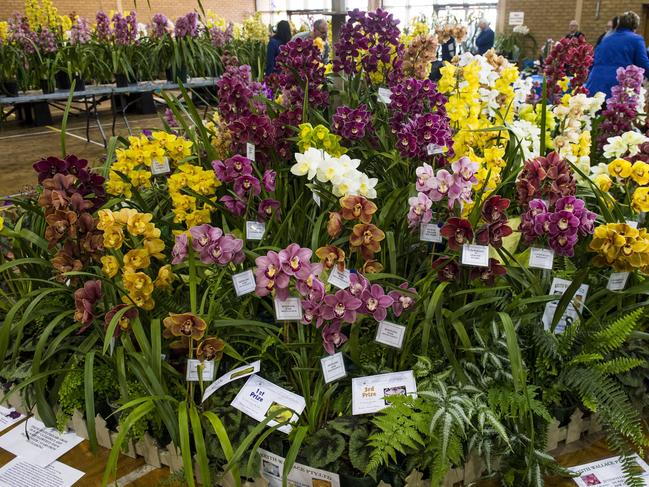 Cymbidium Orchids For Life Open Garden July 11 Image supplied