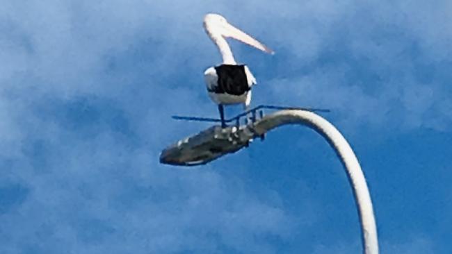 A Bribie pelican on a bridge light pole.