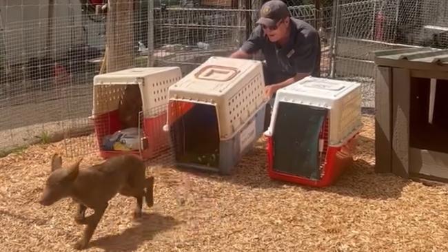 A rescued dingo pup being released into its enclosure in Chewton.