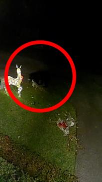 Bear steals reindeer decoration from front yard