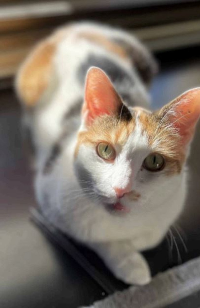 This gorgeous Calico is named Helena. Picture: CatRescue 901