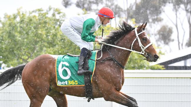 More Felons before the Geelong Cup. Picture: Racing Photos via Getty Images