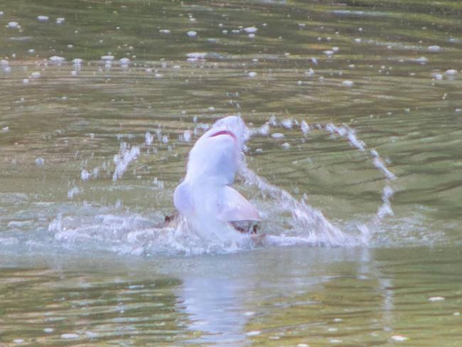 Shark me, it’s snack time! Crocs snap up shark in tussle on river