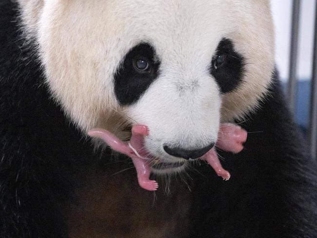 Giant panda Ai Bao holds one of her newborn female twin pandas at Everland Animal Park in South Korea. They are among the first to be born South Korea. Picture: AFP