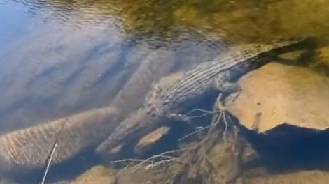 The croc at Wujal Wujal Falls before leaping out of the water. Picture: kduncan69