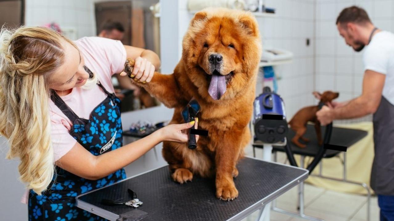 Waggies dog best sale grooming salon