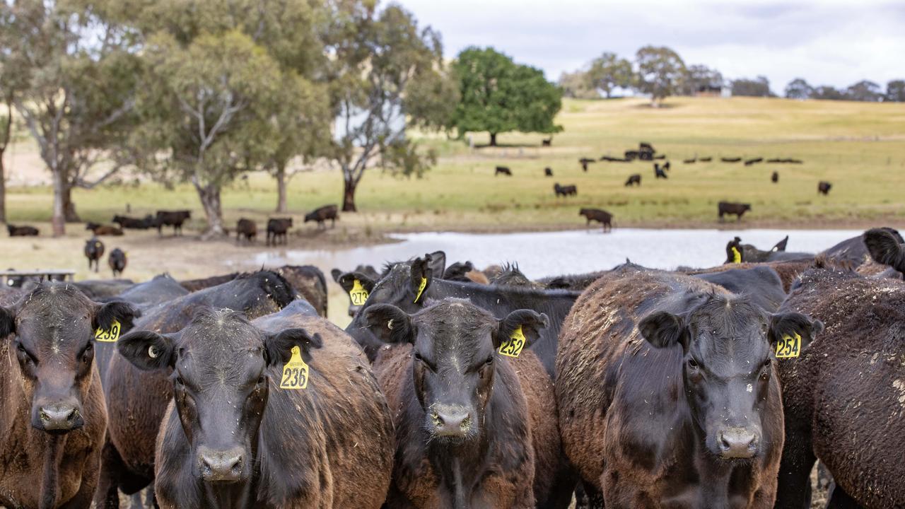 Q fever cases hit record-high levels