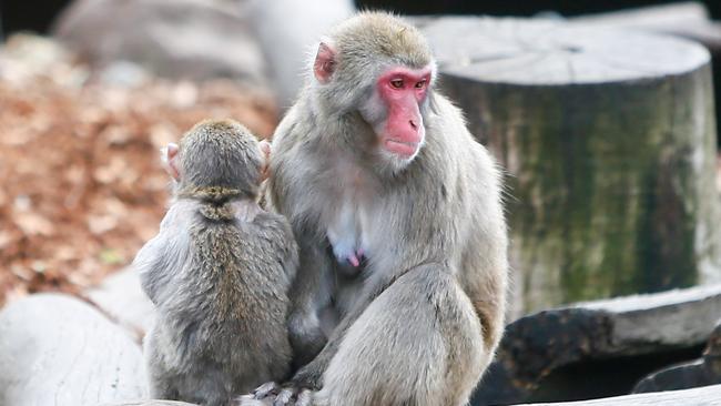 City Park Monkeys Launceston. Japanese Macaque. Picture: PATRICK GEE