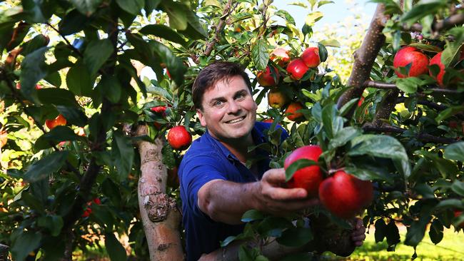 Huonville apple grower Dane Griggs amongst his Rubigold apples at B.W. Griggs & Son's. Picture: SAM ROSEWARNE.
