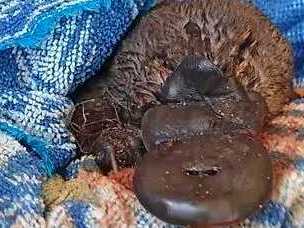 INJURED: Miley the injured baby platypus was found near Six Mile after having a fishing line tangled around its neck on Sunday morning. Picture: Gympie ANARRA Rescue