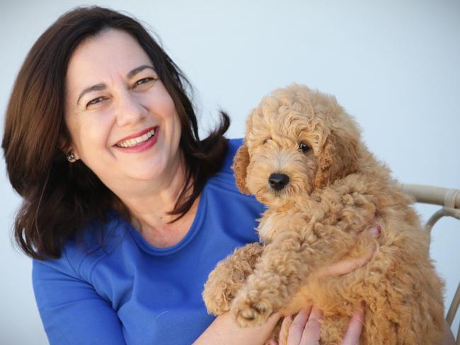 Premierâ€™s New Pup â€œWintonâ€ - Qldâ€™s No 1 Dog. After the shock loss â€˜Zepâ€ to meningitis prior to Christmas Premier Annastacia Palaszczuk has a new canine companion, a male â€œGroodleâ€™ puppy sheâ€™s named Winton after the Central Queensland town. Pic Jamie Hanson