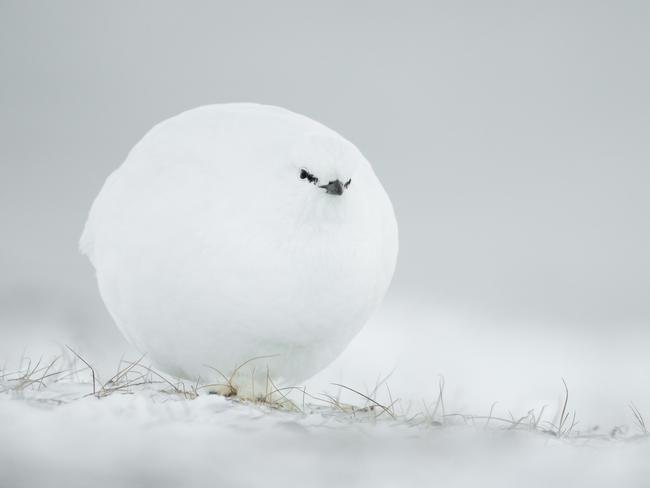 This white grouse seems like an angry snowball as it plods through the barren landscape. Picture: Jacques Poulard