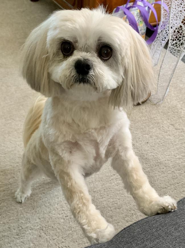 Izzy, sent in by Mik Mullen, Oakden.