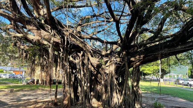 A large fig tree outside The Freshwater Tennis Club faces an uncertain future after a branch fell on a car recently. Picture: Paul Matthews