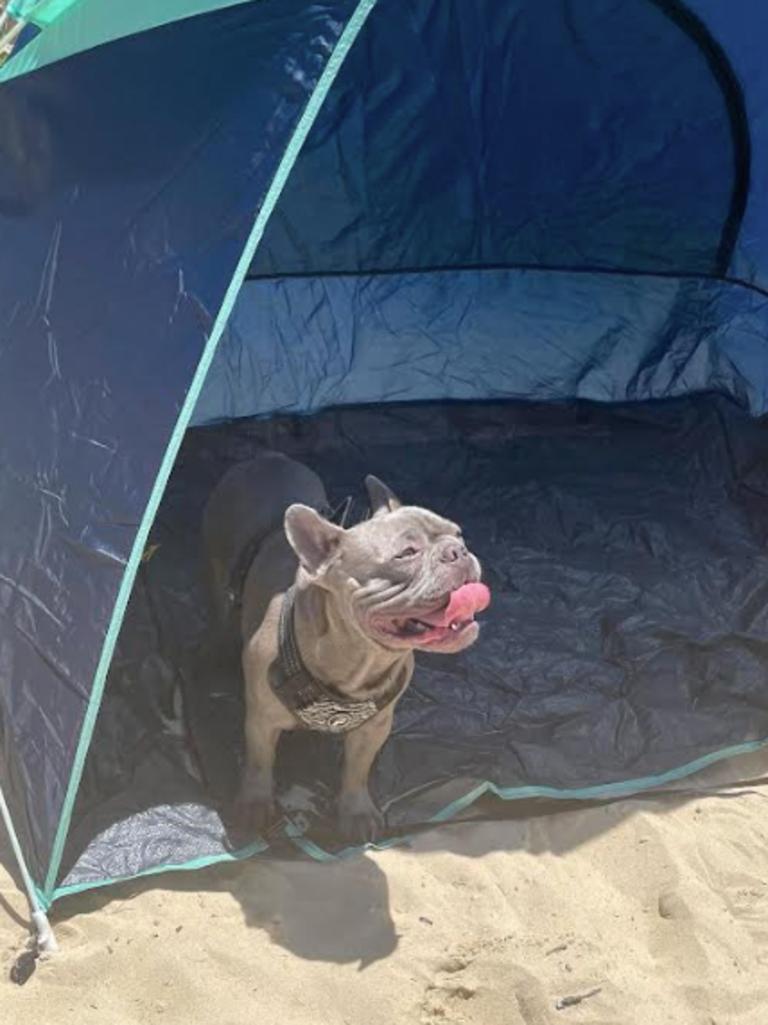 Dog shop beach tent