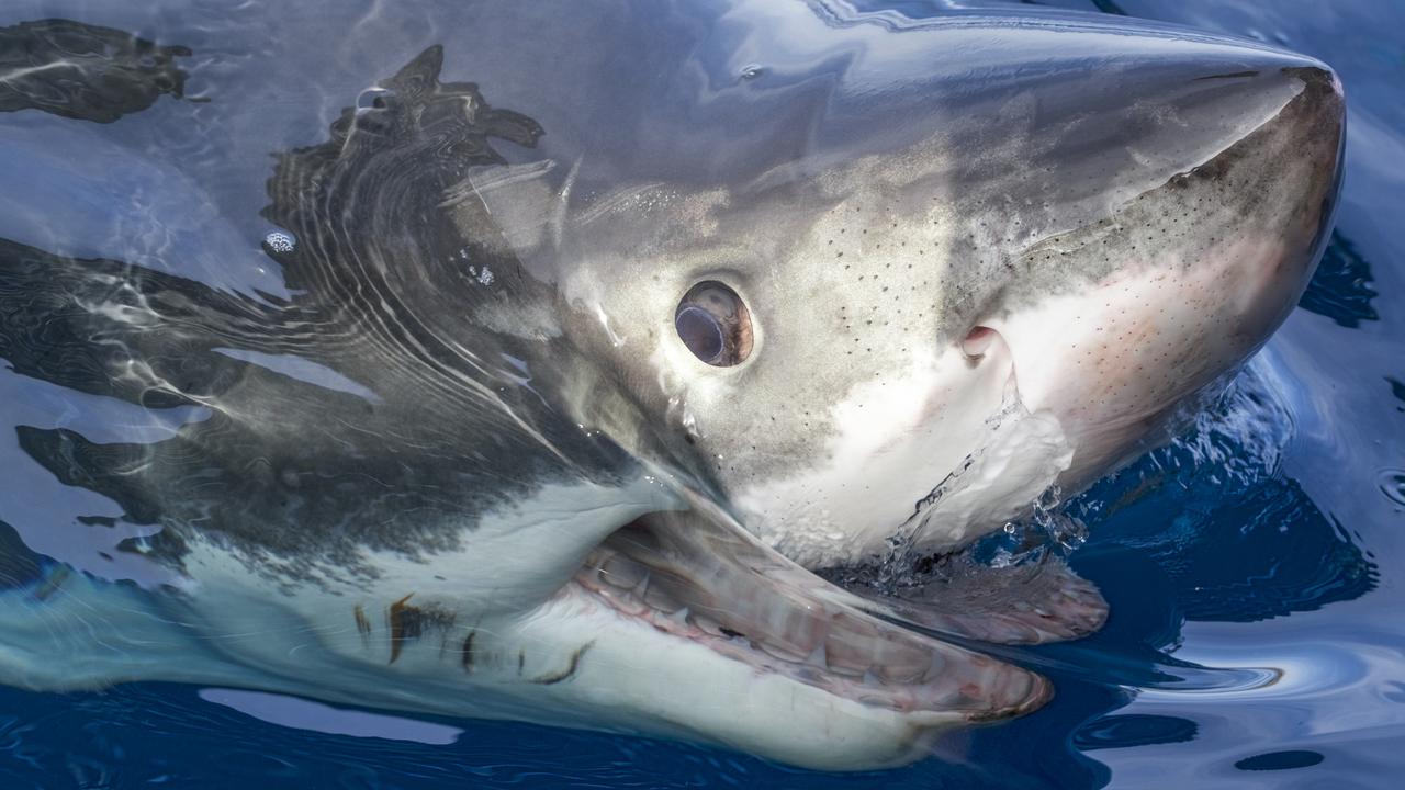 G’day: A great white gets a better look at what’s happening above the surface. Picture: Andrew Fox 