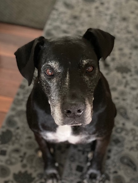 Bonnie the lost rescue dog at Graceville.