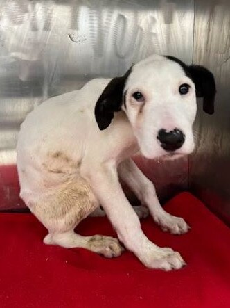 A malnourished puppy was kept in a small cage before it is believed to have died. Picture: Supplied