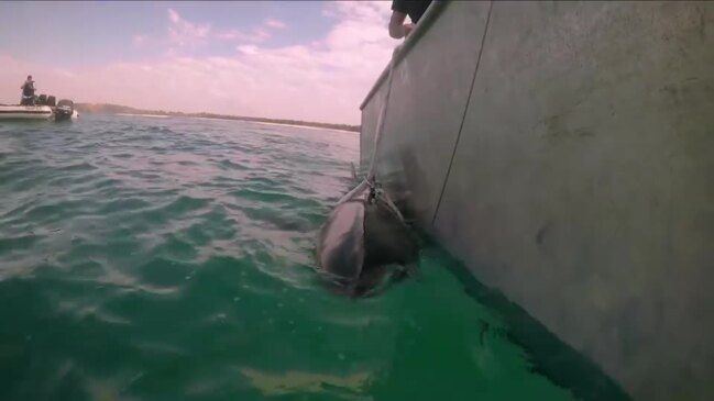 White shark tagging – Coffs Harbour