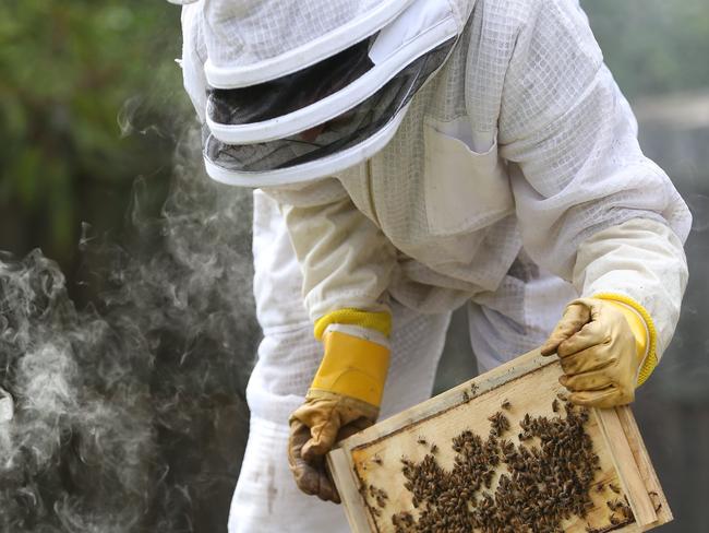 Brendan Missenden entomologist (insect scientist) removing a beehive from a house. Pic Annette Dew