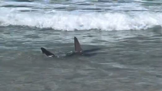 A dusky shark was spotted swimming just metres from the sand at Cylinder Beach on North Stradbroke Island on Tuesday. Photo: Explore Australia