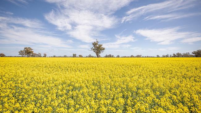 Excel Farms’ Boorala Aggregation has been expanded by about 1000 hectares since its initial transaction with Duxton Farms. Picture: Supplied.