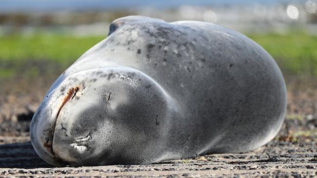 'Merlin' the sun baking Sea Lion from Antarctica, resting on a Brighton boat ramp. The seal was named by the first responders. Picture: Alex Coppel