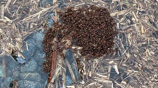 Red imported fire ants clumping in floodwater near the Gold Coast. Picture: Invasive Species