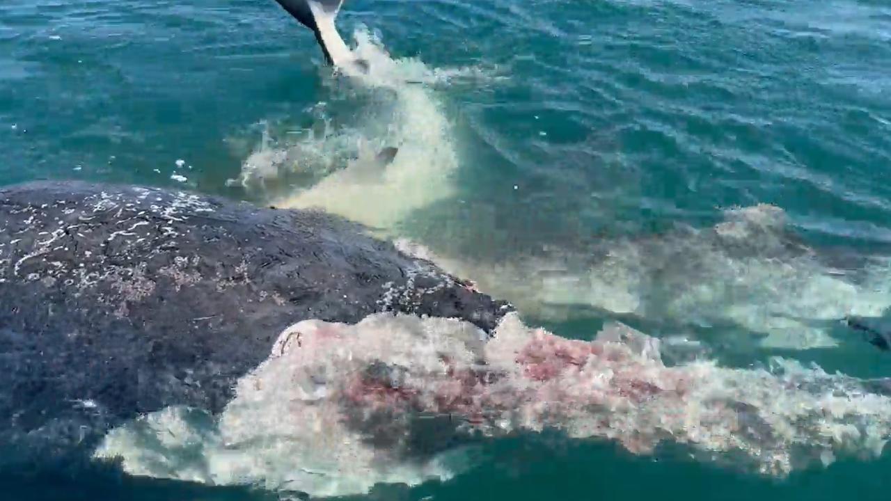 Warnings have been issued after about 50 tiger sharks were spotted feeding on a whale carcass off Queensland's Hervey Bay at the weekend.