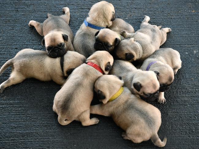 Pug litters best sale