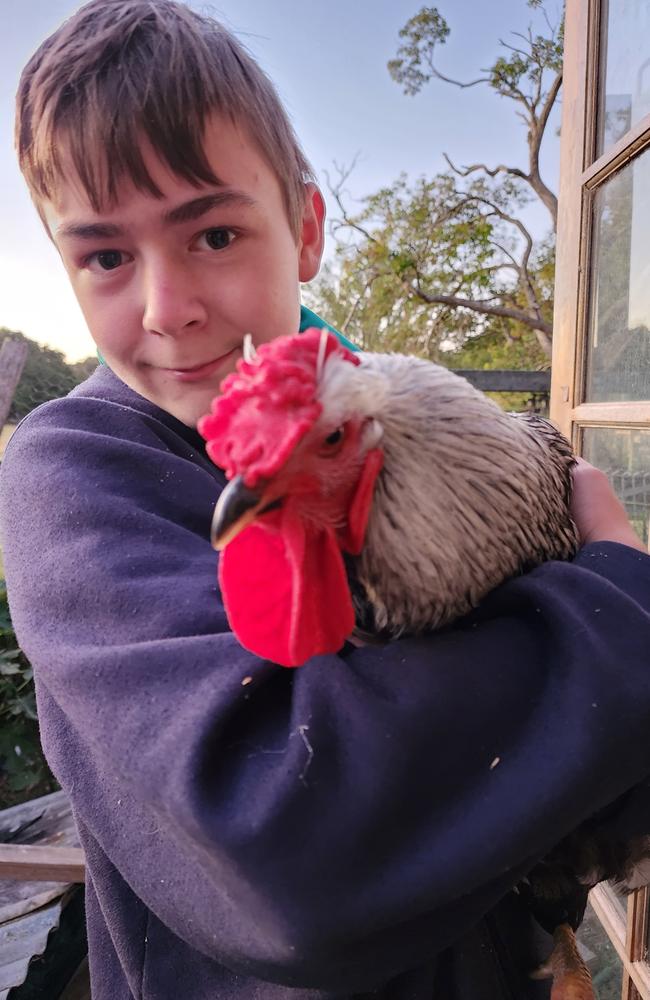 Jazz Jones, 14, with one of many chickens that fossick about his parent's business, Moorland Cottage Cafe. The Mid Coast Council has imposed service restrictions in the free range garden despite community outcry.