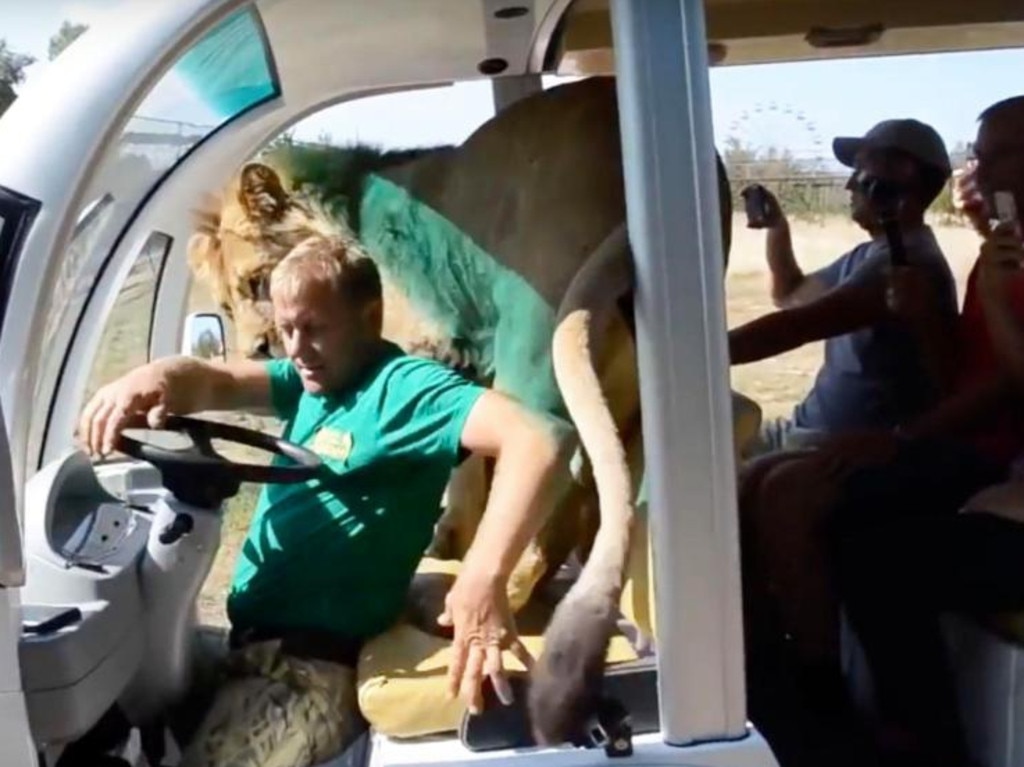 Park owner Oleg Zubkov gives the big cat some room in the front seat. Picture: East 2 West News