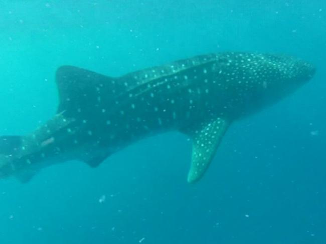 Beautiful creature ... A whale shark in the wild.