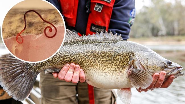 Researchers have issued a warning after they found gut-burrowing parasites in native freshwater fish caught in NSW waterways.