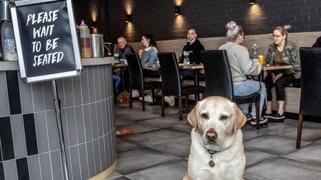 Craig Shanahan’s service dog Rocco inside his dream cafe.