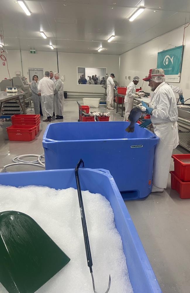 There’s ice work if you can get it at Wild Barra Fisheries’ new Darwin processing plant.