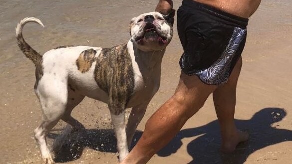 The dog that allegedly mauled two dogs at a southern Gold Coast beach. Photo: Supplied.