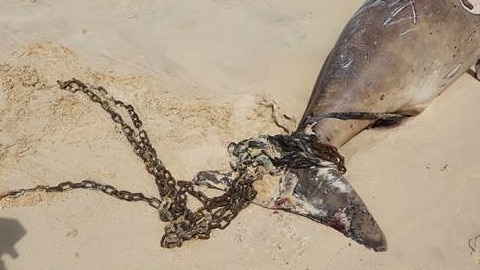 A dead dugong was noticed with chain wrapped around its tail at Rainbow Beach on September 19, 2020. Picture: Allen Van Klooster