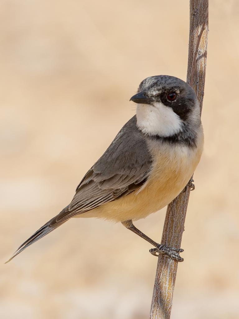 Julie Ramsey's photo of a Rufous Whistler. Flashes of Colour exhibition.