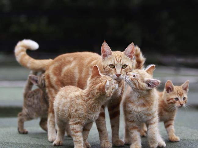 Hundreds of cats and kittens in Greensborough are in need of loving homes.