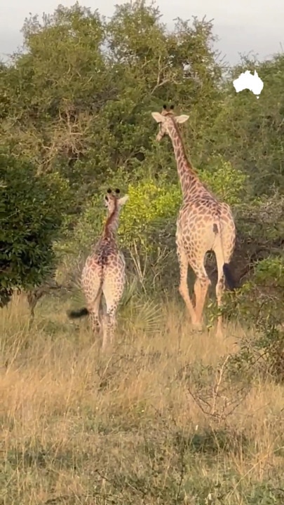 Deep in the South African bush on safari