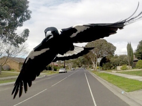 Sunbury cyclist Matt Stacey under attack from a magpie. Spring has started early with magpies beginning to swoop cyclists and walkers.