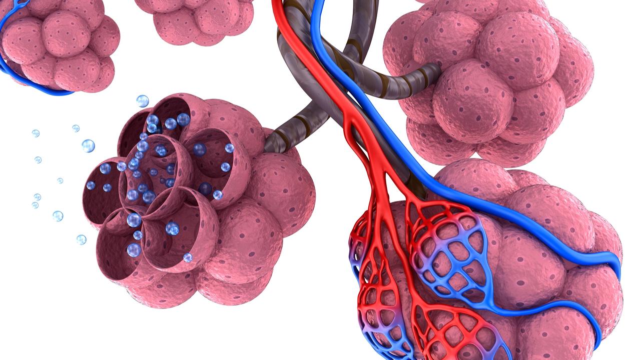 The alveoli air sacs in the lungs that help oxygenate the blood. Coronavirus can penetrate them in more serious cases. Picture: Getty