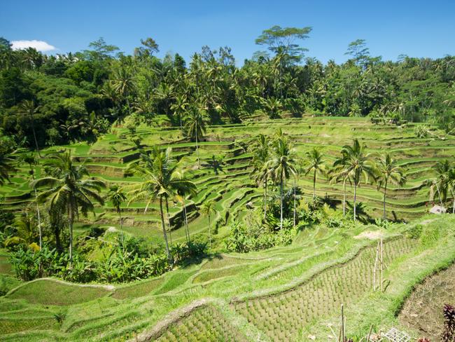 The dramatic wavelike tiers of the Tegallalang rice terraces north of Ubud. Picture: McKay Savage