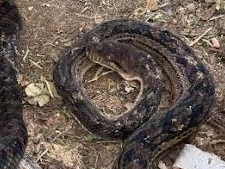 Scrub Python found in woman's yard. Credit: Elise LeHewitt