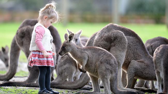 Sevanna check out a young kangaroo. Picture: Jason Sammon