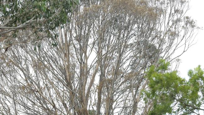 The two eucalyptus grey box trees in Padstow are in severe distress and near death after being poisoned. Picture: Timothy Clapin.