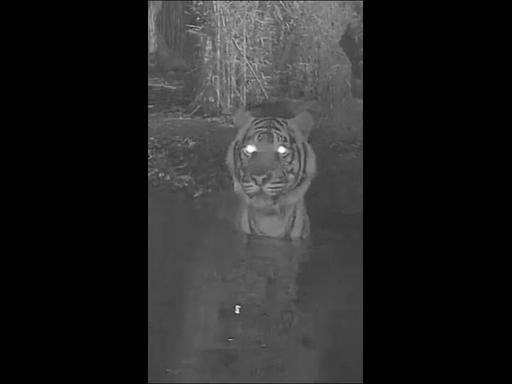 Melbourne Zoo tiger Hutan likes his midnight dip