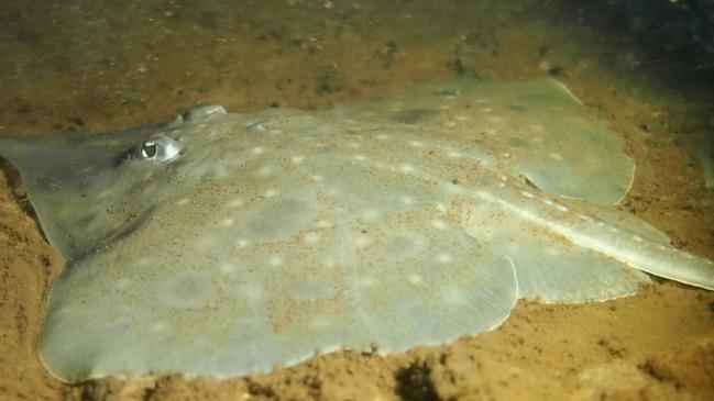 A Maugean skate in Macquarie Harbour.