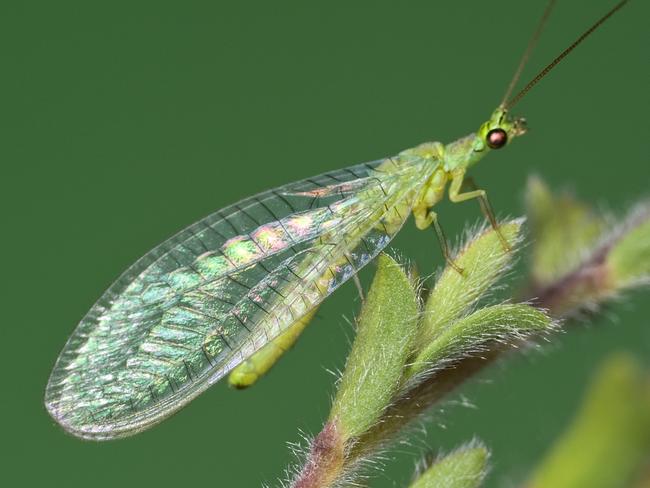 EMBARGO FOR TWAM 17 APRIL 2021  FEE APPLIES Pic : Denis CrawfordGreen lacewing